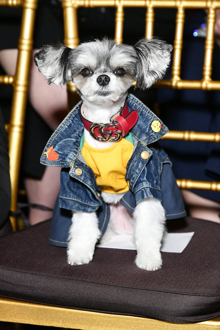 A small dog in a denim jacket takes a front row seat